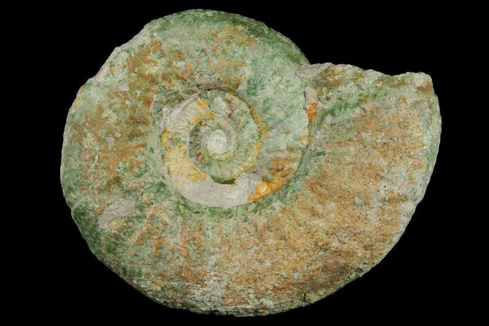 Ammonite (Orthosphinctes) Fossil - Germany #125885